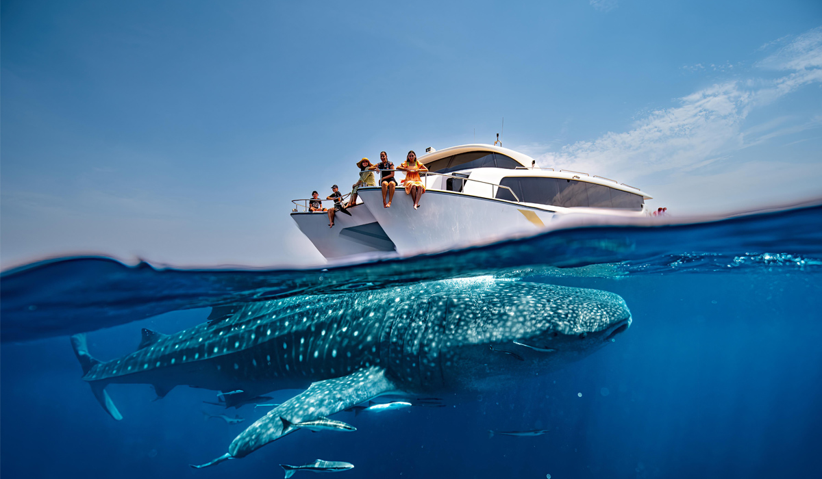 Discover Qatar holds season’s first Whale Sharks viewing